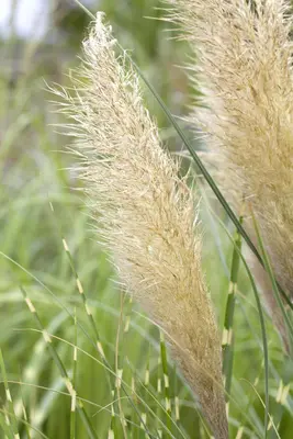 Cortaderia selloana 'Pumila' (Pampasgras 'Pumila') - afbeelding 2