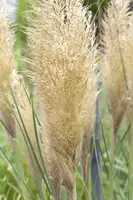 Cortaderia selloana 'Pumila' (Pampasgras 'Pumila') - afbeelding 3