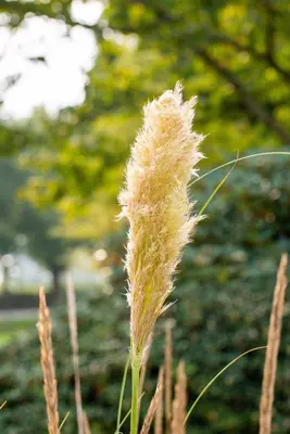 Cortaderia selloana 'Pumila' (Pampasgras 'Pumila') - afbeelding 10