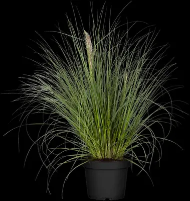 Cortaderia selloana 'Pumila' (Pampasgras 'Pumila') - afbeelding 4