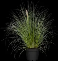 Cortaderia selloana 'Pumila' (Pampasgras 'Pumila') - afbeelding 4