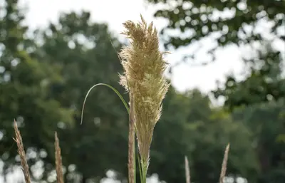Cortaderia selloana 'Pumila' (Pampasgras 'Pumila') - afbeelding 11