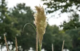 Cortaderia selloana 'Pumila' (Pampasgras 'Pumila') - afbeelding 11