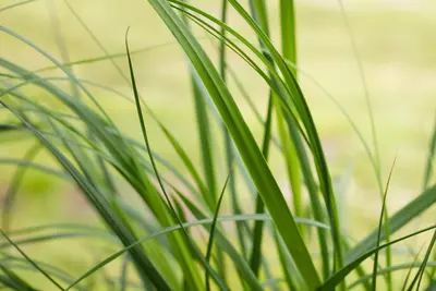 Cortaderia selloana 'Pumila' (Pampasgras 'Pumila') - afbeelding 5