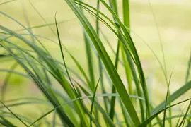 Cortaderia selloana 'Pumila' (Pampasgras 'Pumila') - afbeelding 5