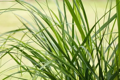 Cortaderia selloana 'Pumila' (Pampasgras 'Pumila') - afbeelding 6