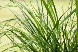 Cortaderia selloana 'Pumila' (Pampasgras 'Pumila') - afbeelding 6