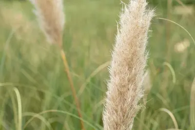 Cortaderia selloana 'Pumila' (Pampasgras 'Pumila') - afbeelding 8