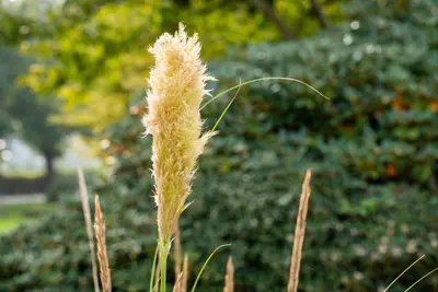 Cortaderia selloana 'Pumila' (Pampasgras 'Pumila') - afbeelding 9