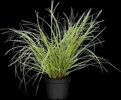 Cortaderia selloana 'Pumila' (Pampasgras 'Pumila') - afbeelding 7