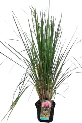 Cortaderia selloana 'Rosea' (Pampasgras) 60cm - afbeelding 3