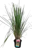 Cortaderia selloana 'Rosea' (Pampasgras) 60cm - afbeelding 3