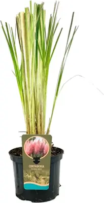 Cortaderia selloana 'Rosea' (Pampasgras) 60cm - afbeelding 2