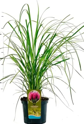 Cortaderia selloana 'Rosea' (Pampasgras) 60cm - afbeelding 1