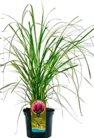 Cortaderia selloana 'Rosea' (Pampasgras) 60cm - afbeelding 1