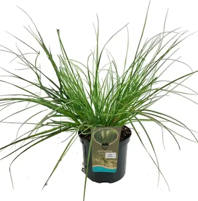 Cortaderia selloana 'Tiny Pampa' (Pampasgras) 80cm - afbeelding 1