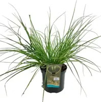 Cortaderia selloana 'Tiny Pampa' (Pampasgras) 80cm - afbeelding 1