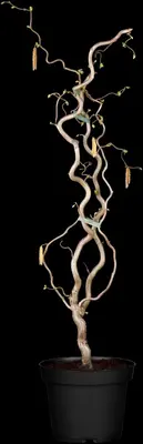Corylus avellana 'Contorta' (Hazelnoot 'Contorta') - afbeelding 4