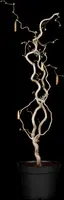 Corylus avellana 'Contorta' (Hazelnoot 'Contorta') - afbeelding 4