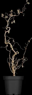 Corylus avellana 'Contorta' (Hazelnoot 'Contorta') - afbeelding 2