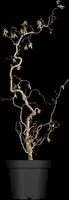 Corylus avellana 'Contorta' (Hazelnoot 'Contorta') - afbeelding 2