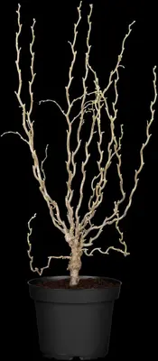 Corylus avellana 'Contorta' (Hazelnoot 'Contorta') - afbeelding 8