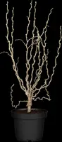 Corylus avellana 'Contorta' (Hazelnoot 'Contorta') - afbeelding 8