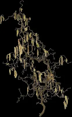 Corylus avellana 'Contorta' (Hazelnoot 'Contorta') - afbeelding 7