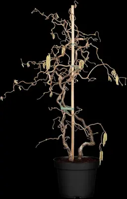 Corylus avellana 'Contorta' (Hazelnoot 'Contorta') - afbeelding 5