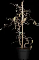 Corylus avellana 'Contorta' (Hazelnoot 'Contorta') - afbeelding 5