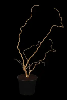 Corylus avellana 'Contorta' (Hazelnoot 'Contorta') - afbeelding 1