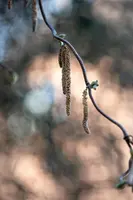 Corylus avellana 'Contorta' (Hazelnoot 'Contorta') - afbeelding 11