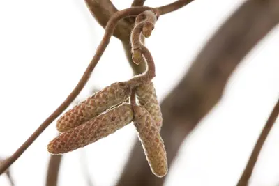 Corylus avellana 'Contorta' (Hazelnoot 'Contorta') - afbeelding 3