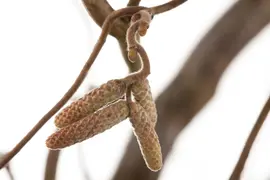 Corylus avellana 'Contorta' (Hazelnoot 'Contorta') - afbeelding 3
