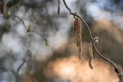 Corylus avellana 'Contorta' (Hazelnoot 'Contorta') - afbeelding 10
