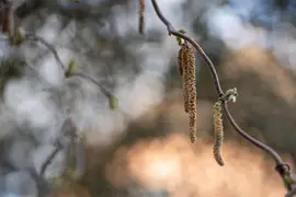 Corylus avellana 'Contorta' (Hazelnoot 'Contorta') - afbeelding 10