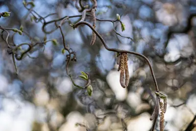 Corylus avellana 'Contorta' (Hazelnoot 'Contorta') - afbeelding 12