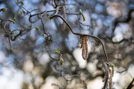 Corylus avellana 'Contorta' (Hazelnoot 'Contorta') - afbeelding 12