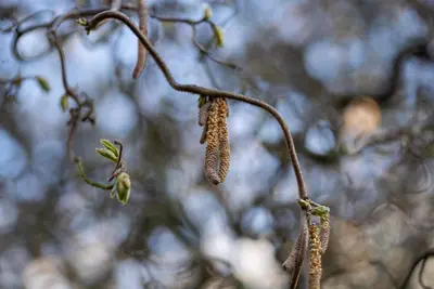 Corylus avellana 'Contorta' (Hazelnoot 'Contorta') - afbeelding 13
