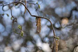 Corylus avellana 'Contorta' (Hazelnoot 'Contorta') - afbeelding 13