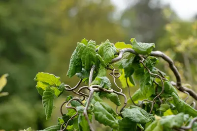 Corylus avellana 'Contorta' (Hazelnoot 'Contorta') - afbeelding 15