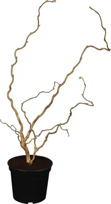 Corylus avellana 'Contorta' (Hazelnoot 'Contorta') - afbeelding 1