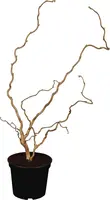 Corylus avellana 'Contorta' (Hazelnoot 'Contorta') - afbeelding 1