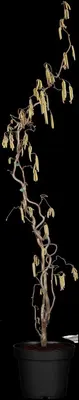 Corylus avellana 'Contorta' (Hazelnoot 'Contorta') - afbeelding 6