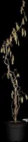 Corylus avellana 'Contorta' (Hazelnoot 'Contorta') - afbeelding 6