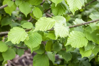 Corylus avellana (Hazelnoot) - afbeelding 1