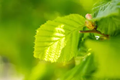 Corylus avellana (Hazelnoot) - afbeelding 2