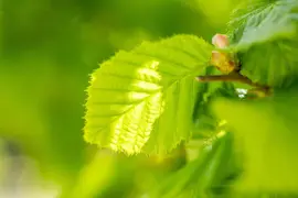 Corylus avellana (Hazelnoot) - afbeelding 2