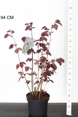 Corylus maxima 'Purpurea' (Lambertsnoot) 80cm - afbeelding 5