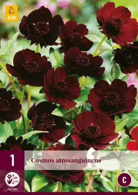 Cosmos atrosanguineus 1 stuks - afbeelding 1